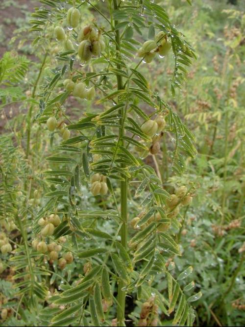 黃芪圖片植株,探索黃芪，從植株圖片到實(shí)地計(jì)劃驗(yàn)證策略,資料大全_輕量版23.23.37