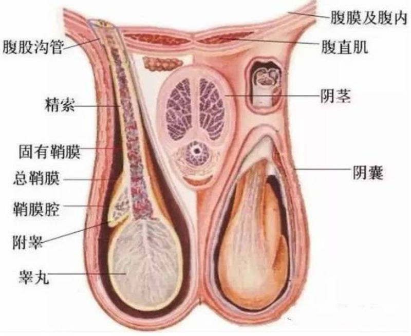 慢性附睪炎癥狀,慢性附睪炎癥狀解析及實時信息解析說明在ChromeOS 89.68.75環(huán)境下的應(yīng)用,快速方案執(zhí)行_GM版99.71.29