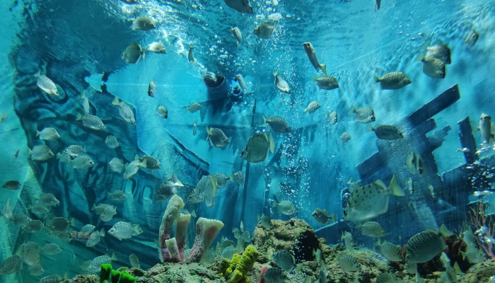 日本水族館翻車魚因沒游客自閉