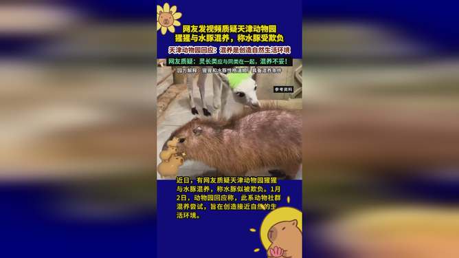 動物園回應(yīng)水豚被猩猩欺負虐待