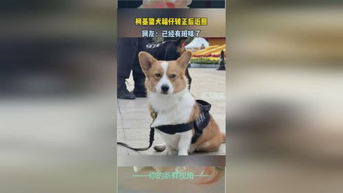 警犬因“班味過重”慘遭沒收年終獎(jiǎng)