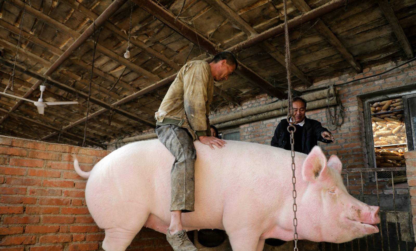 年豬沒按住 男子騎豬狂飆幾十米