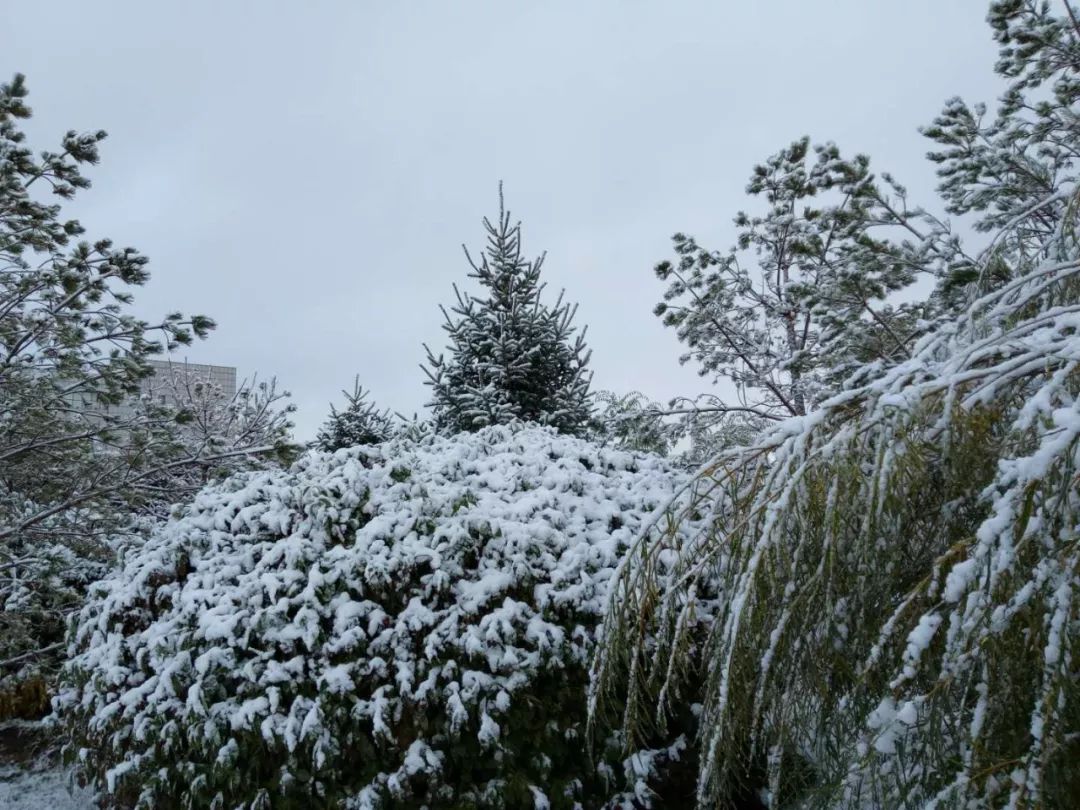 新疆雪后現大地之樹,數據驅動實施方案_版刺63.99.88