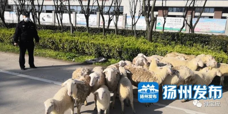 381818白小姐開獎結果一肖中18,羊群誤入高速 交警變身“牧羊人”