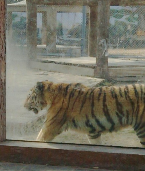 香港今天晚上開嗎,動物園直播指狗為虎 園方回應