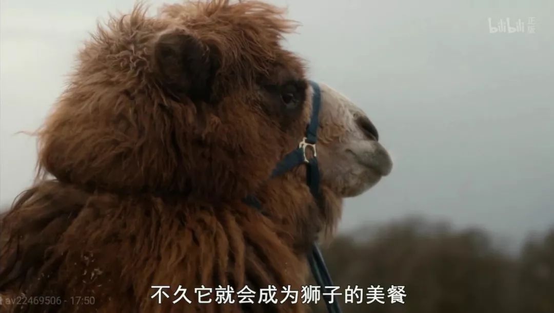 十二生肖沒有牙的動物圖片,霍震霆帶領家人現身亞冬會