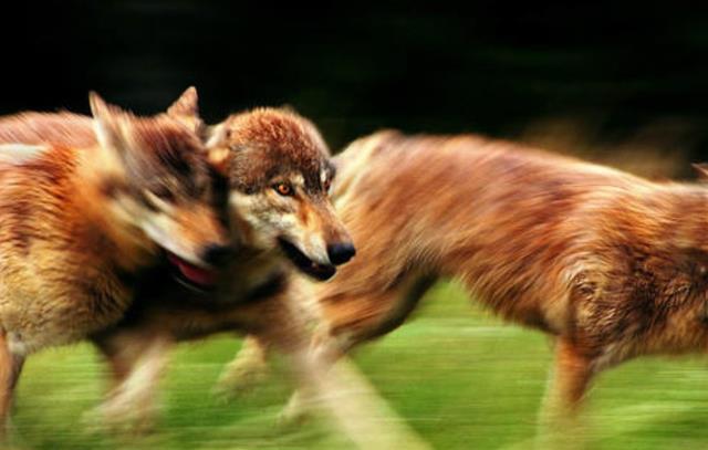 老澳門(mén)今晚開(kāi)特馬開(kāi)獎(jiǎng),新疆游客拍到公路上狼群逐鹿